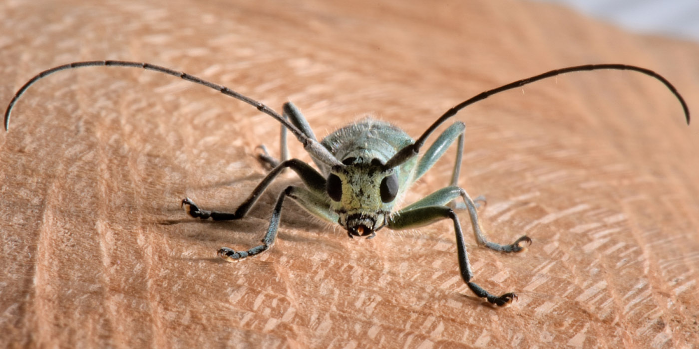 Cerambycidae: Saperda octopunctata? S !